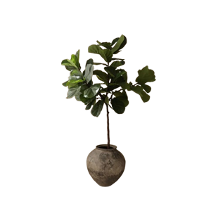 Botané Fiddle Leaf Fig Stems Groen
